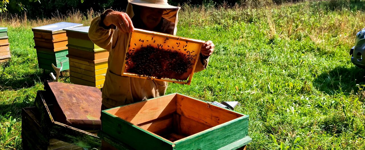 Un apicultor saca de la colmena un panal cubierto de abejas, en un colmenar al aire libre